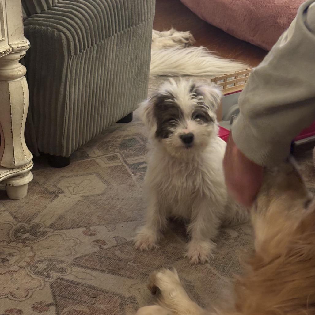 Enlarge Knox, a Adoptable Shepherd in Atoka, TN image 2/6