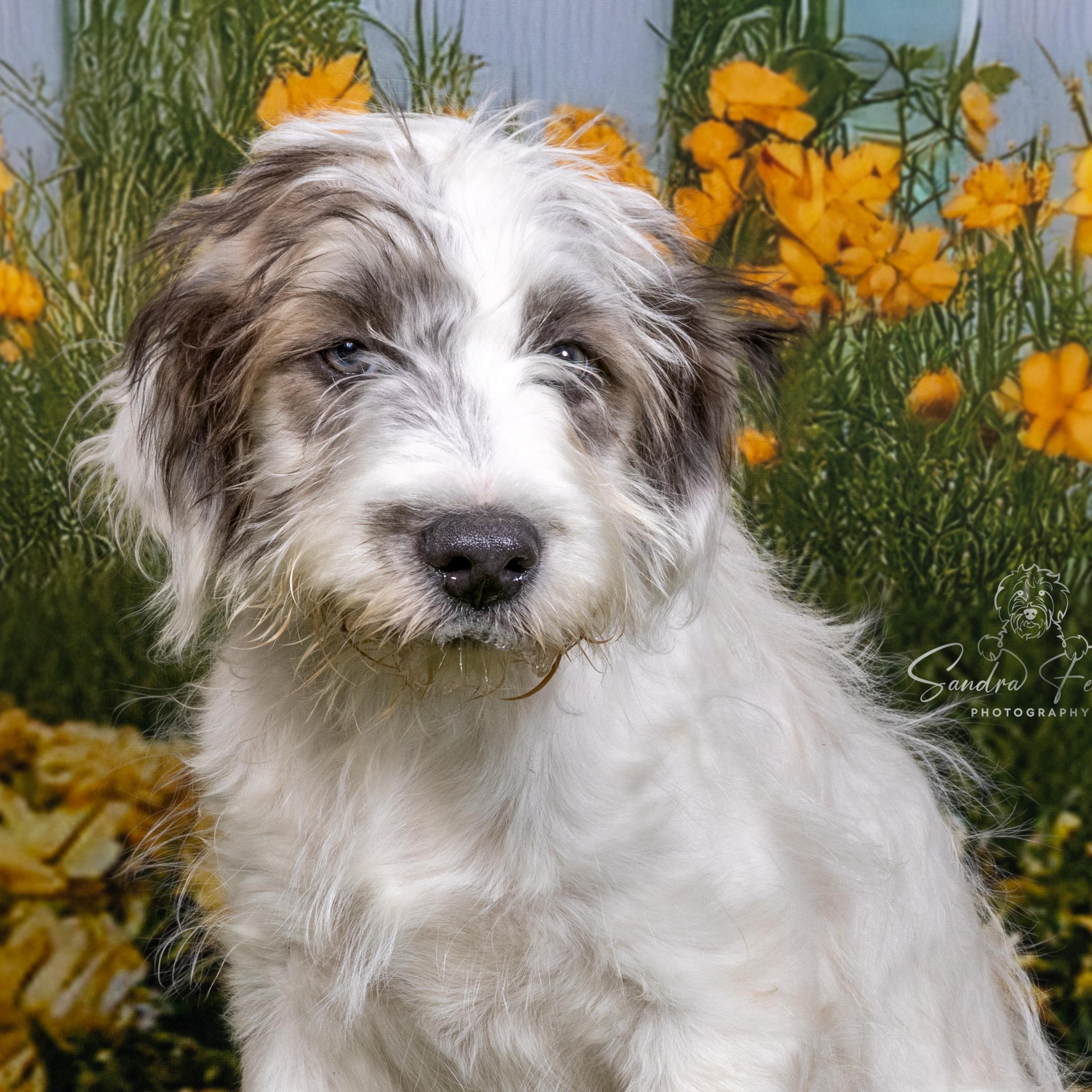 Knox, adopted, Puppy Male Shepherd.
