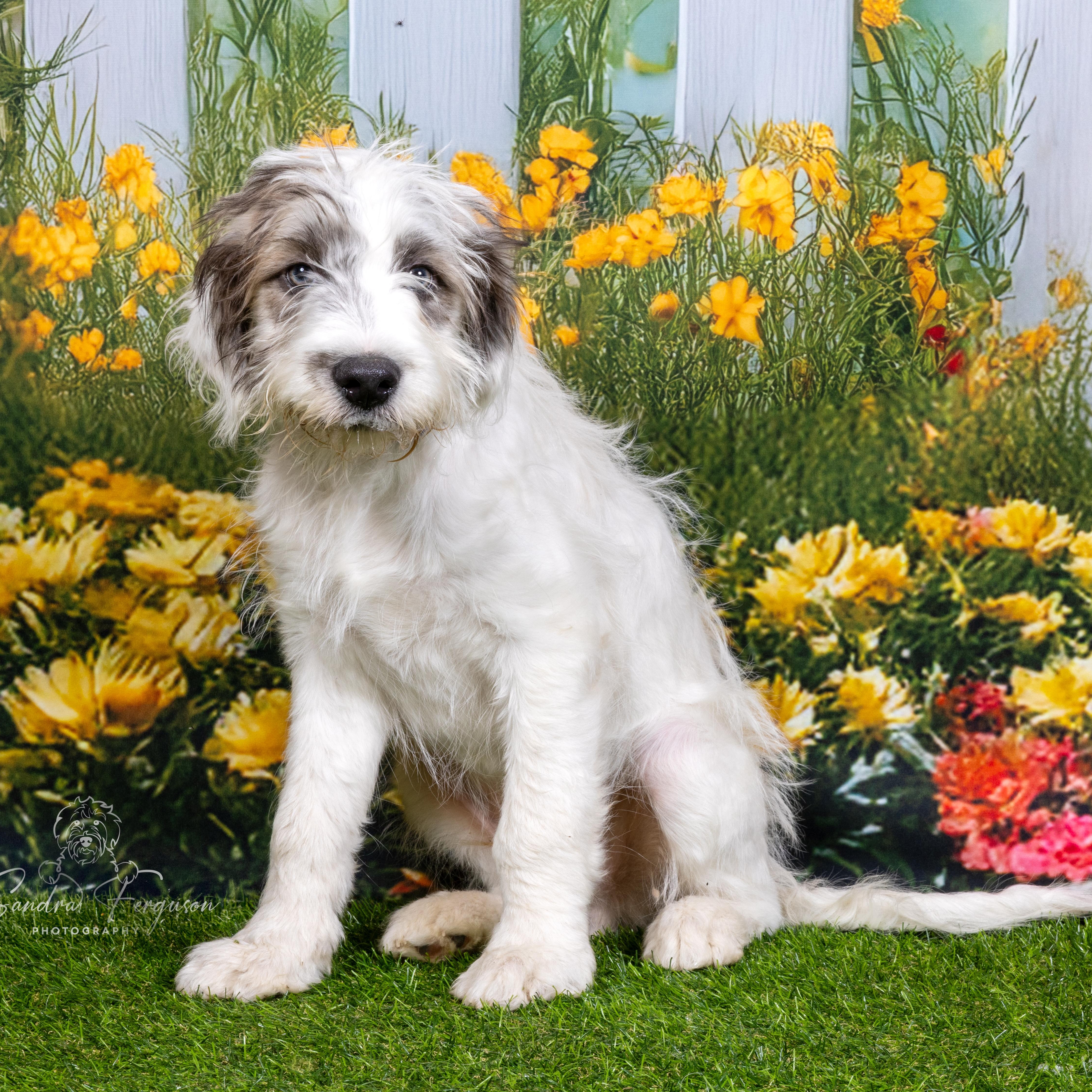 Enlarge Knox, an adopted Shepherd in Atoka, TN image 2/6