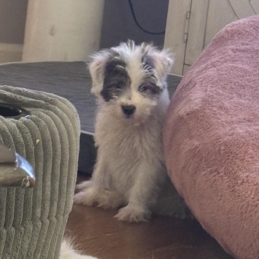 Enlarge Knox, a Adoptable Shepherd in Atoka, TN image 3/6