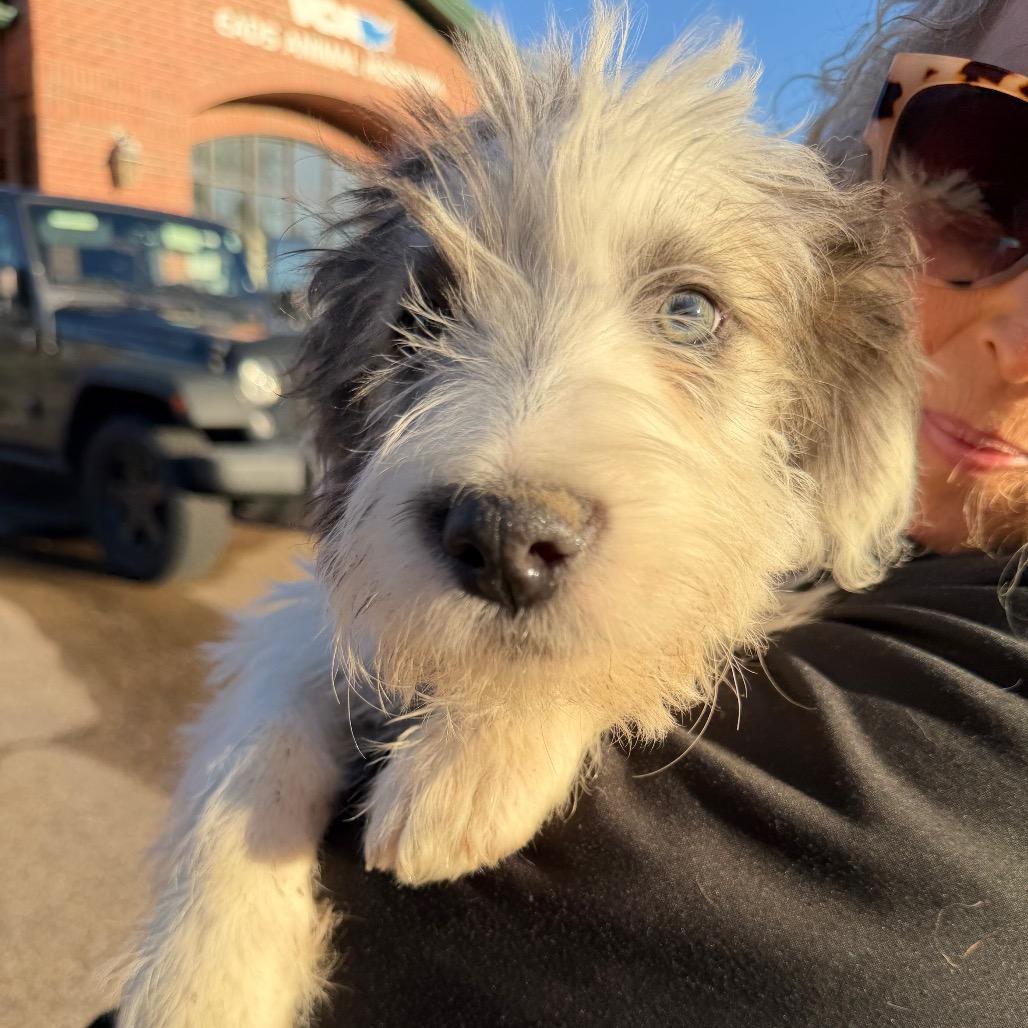 Enlarge Knox, a Adoptable Shepherd in Atoka, TN image 4/6