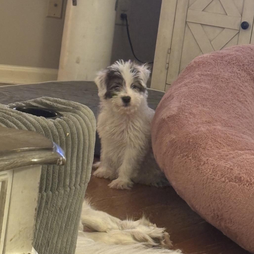 Enlarge Knox, a Adoptable Shepherd in Atoka, TN image 5/6