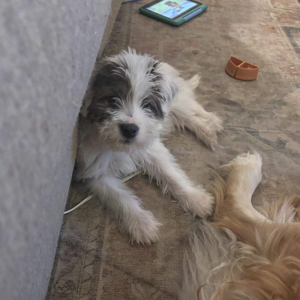 Enlarge Knox, a Adoptable Shepherd in Atoka, TN image 6/6