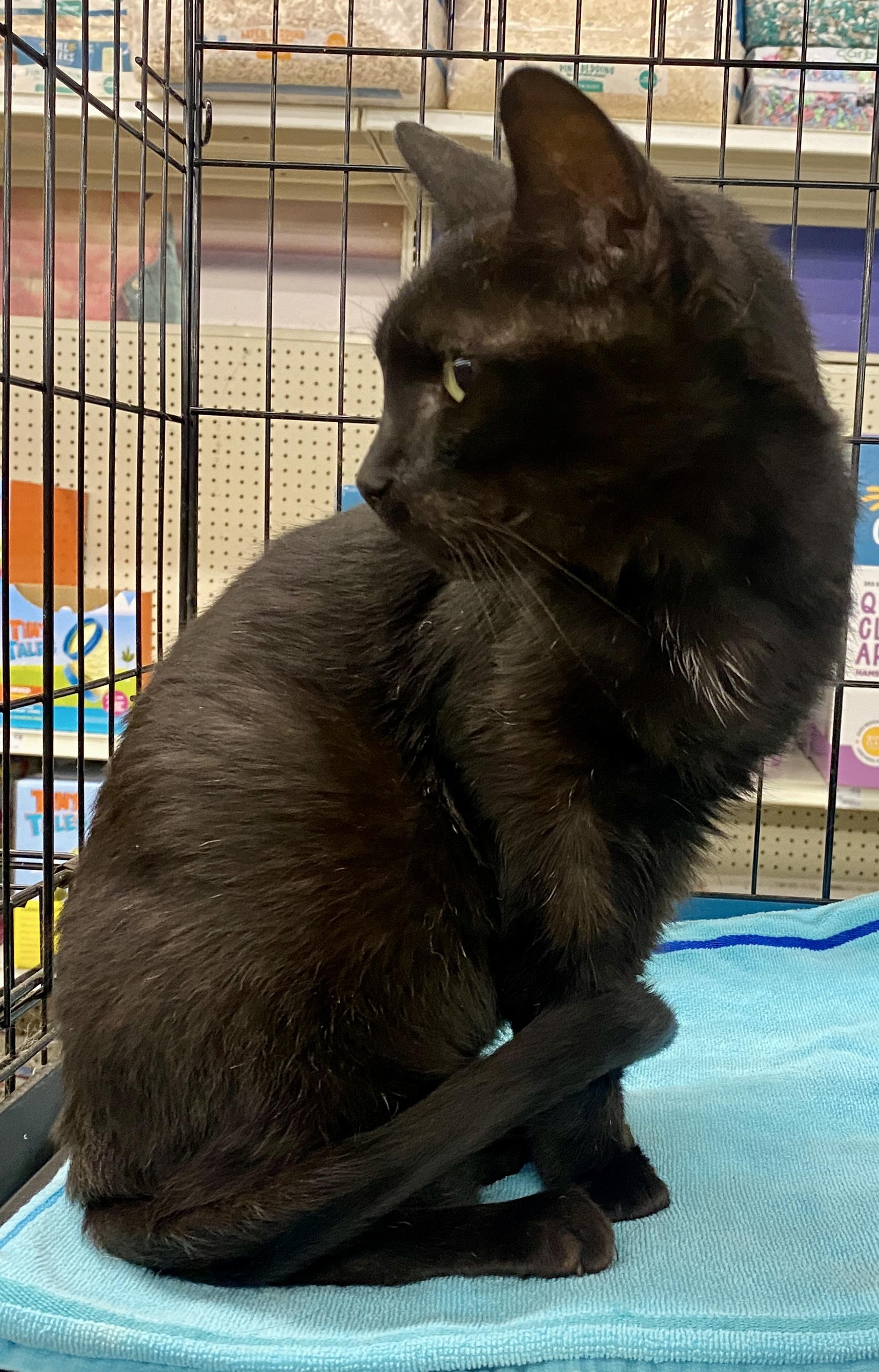 Batty Page, a Adopted mixed breed in Red Bank, NJ image 3/4