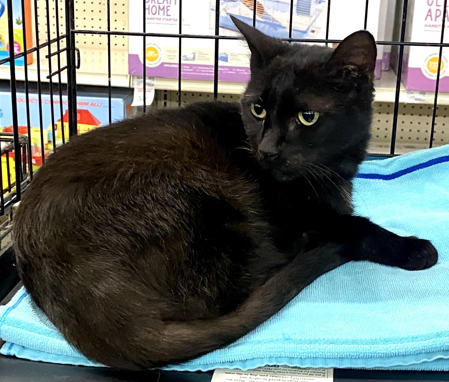 Batty Page, a Adopted mixed breed in Red Bank, NJ image 2/4