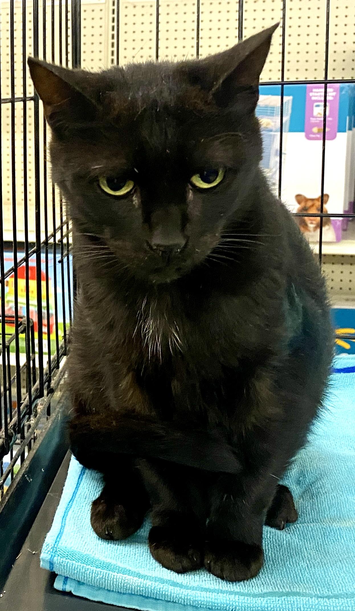 Batty Page, a Adopted mixed breed in Red Bank, NJ image 4/4