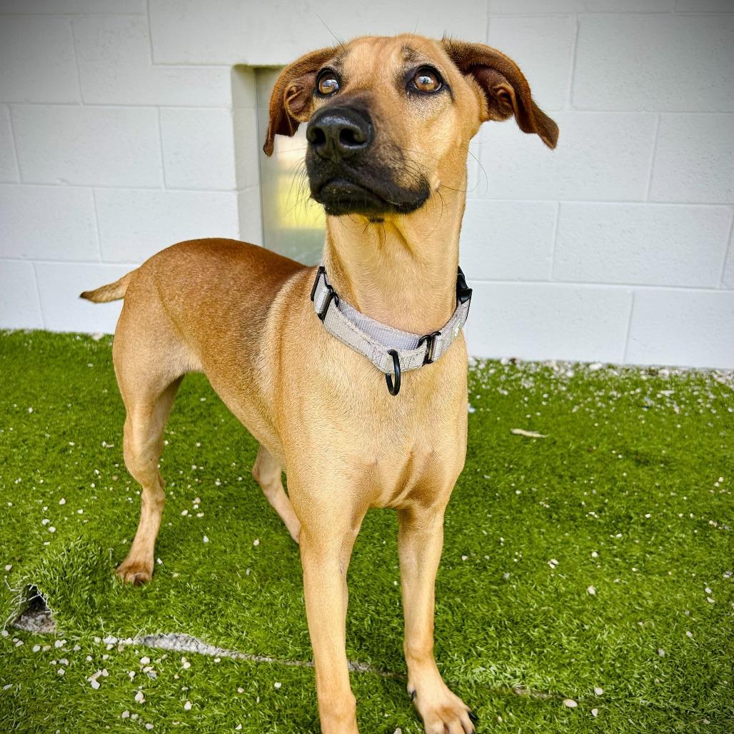 Mikaela, Adoptable, Young Female Mixed Breed & Mixed Breed.