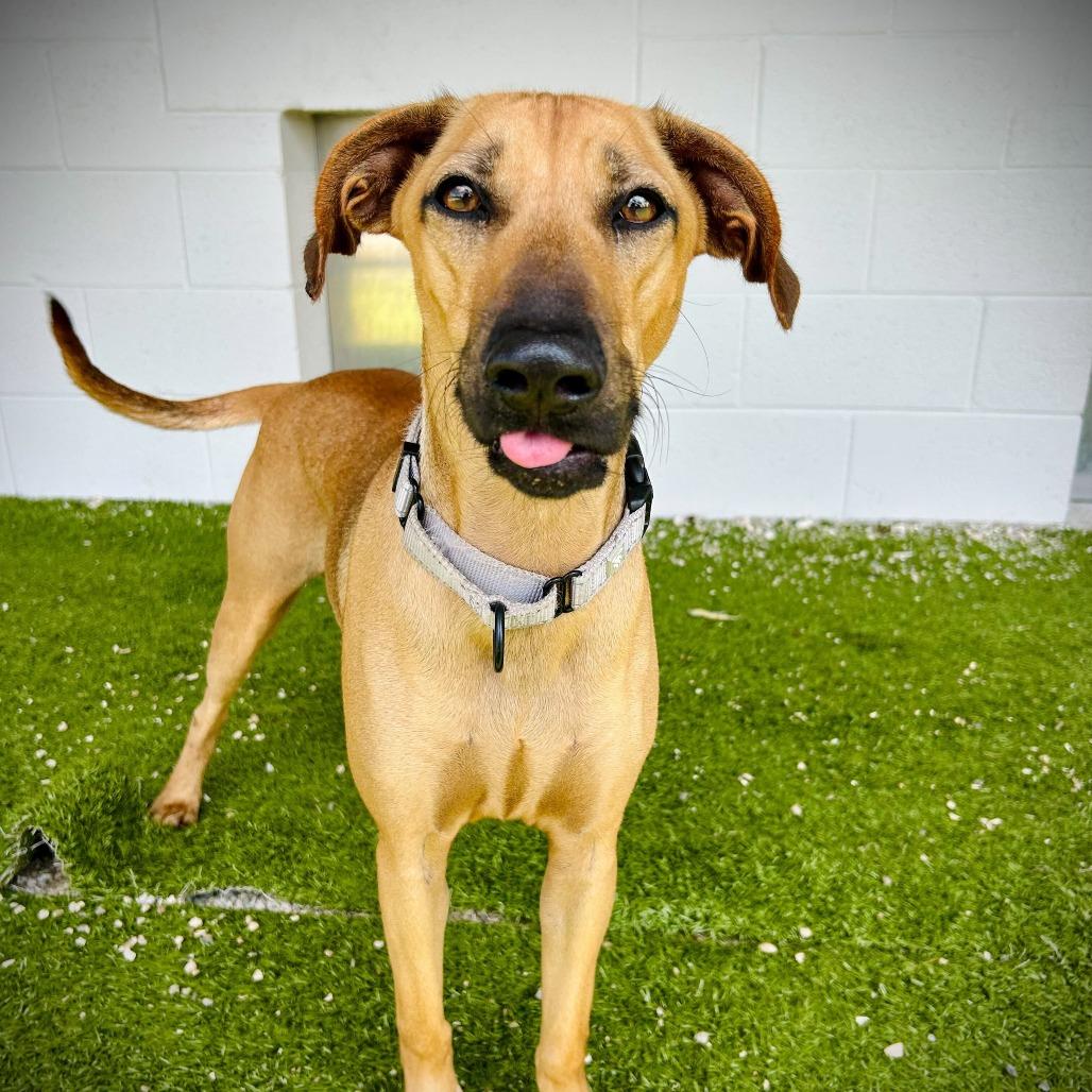 Enlarge Mikaela, a Adoptable mixed breed in Englewood, FL image 2/6