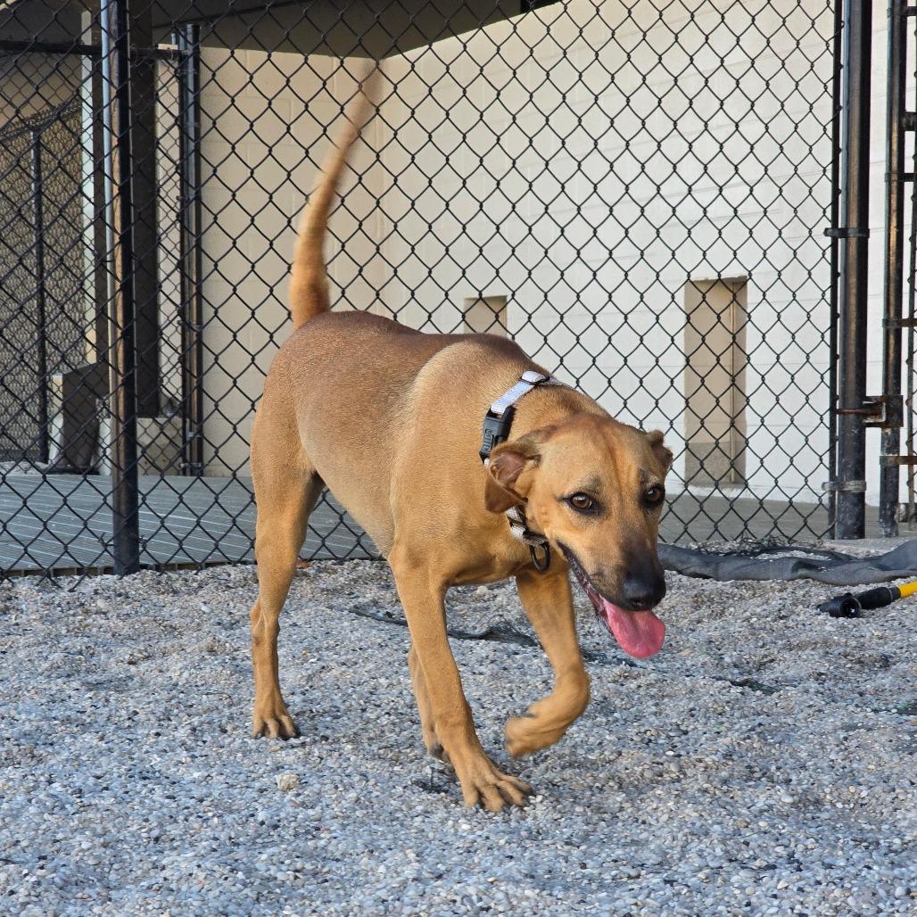 Enlarge Mikaela, a Adoptable mixed breed in Englewood, FL image 3/6