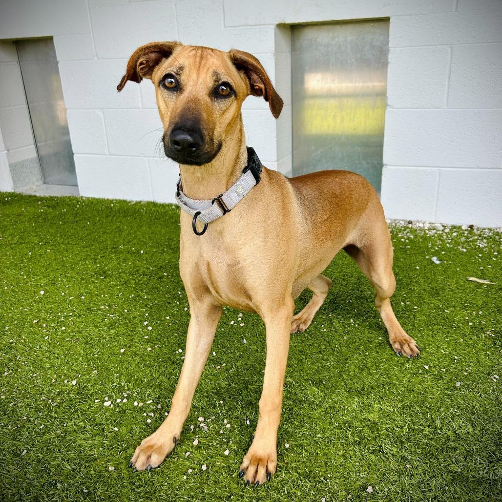 Enlarge Mikaela, a Adoptable mixed breed in Englewood, FL image 4/6