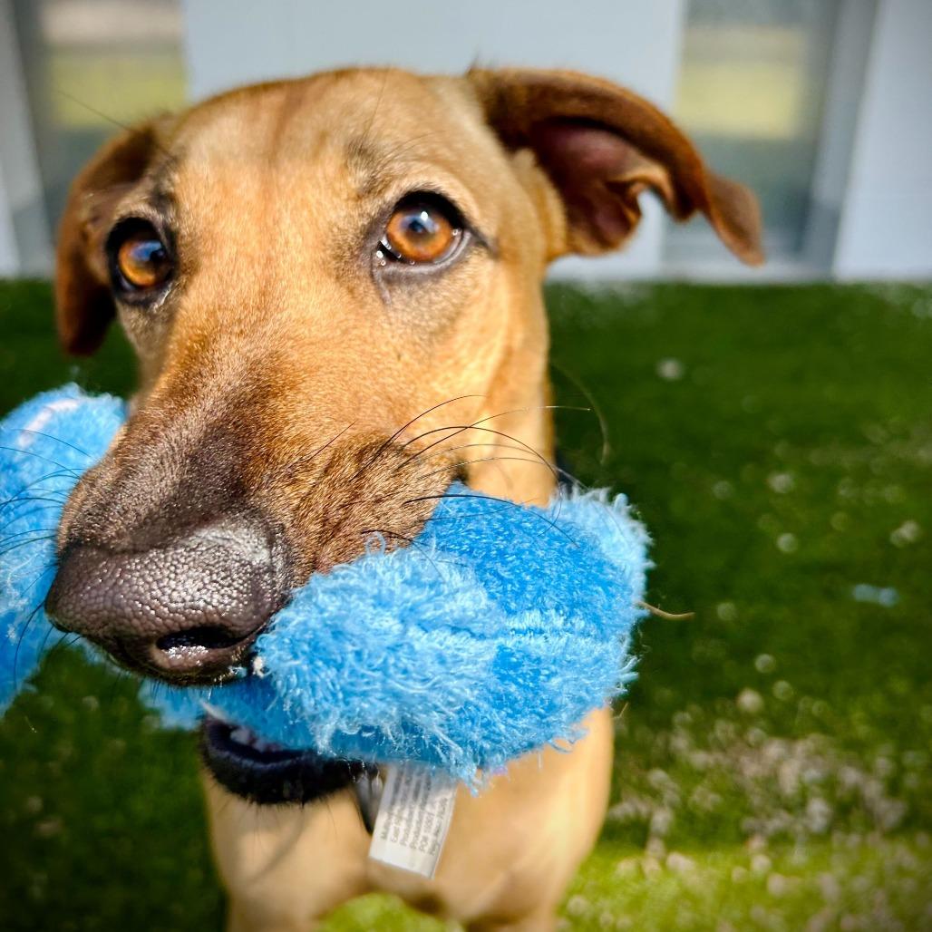 Enlarge Mikaela, a Adoptable mixed breed in Englewood, FL image 5/6