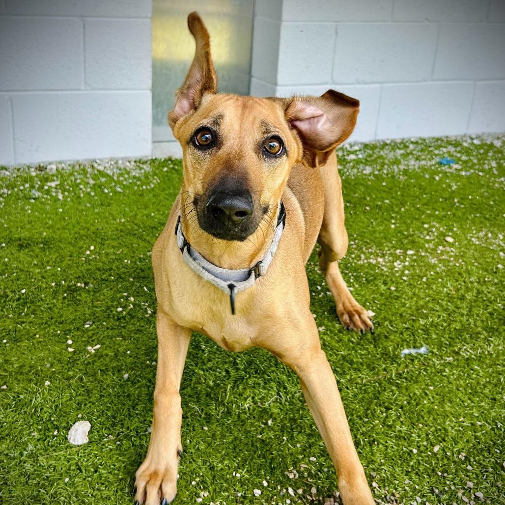 Enlarge Mikaela, a Adoptable mixed breed in Englewood, FL image 6/6