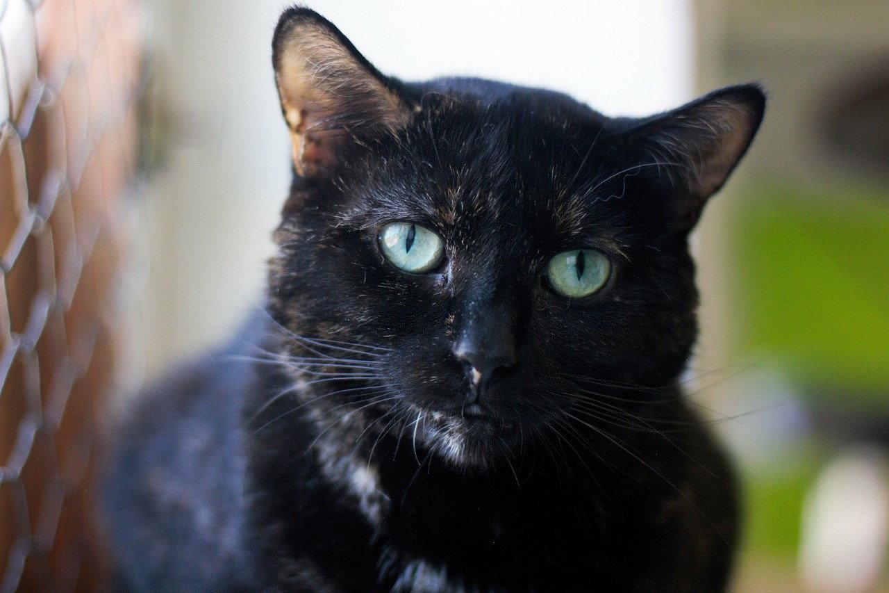 Enlarge Cadbury, a Adoptable Domestic Short Hair in Montreal, QC image 1/3