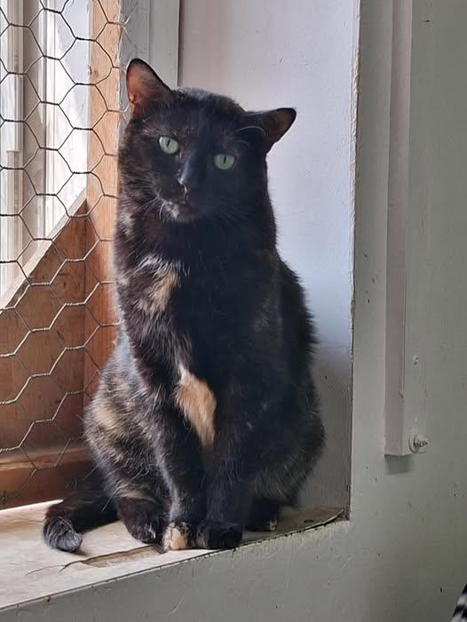 Enlarge Cadbury, a Adoptable Domestic Short Hair in Montreal, QC image 2/3