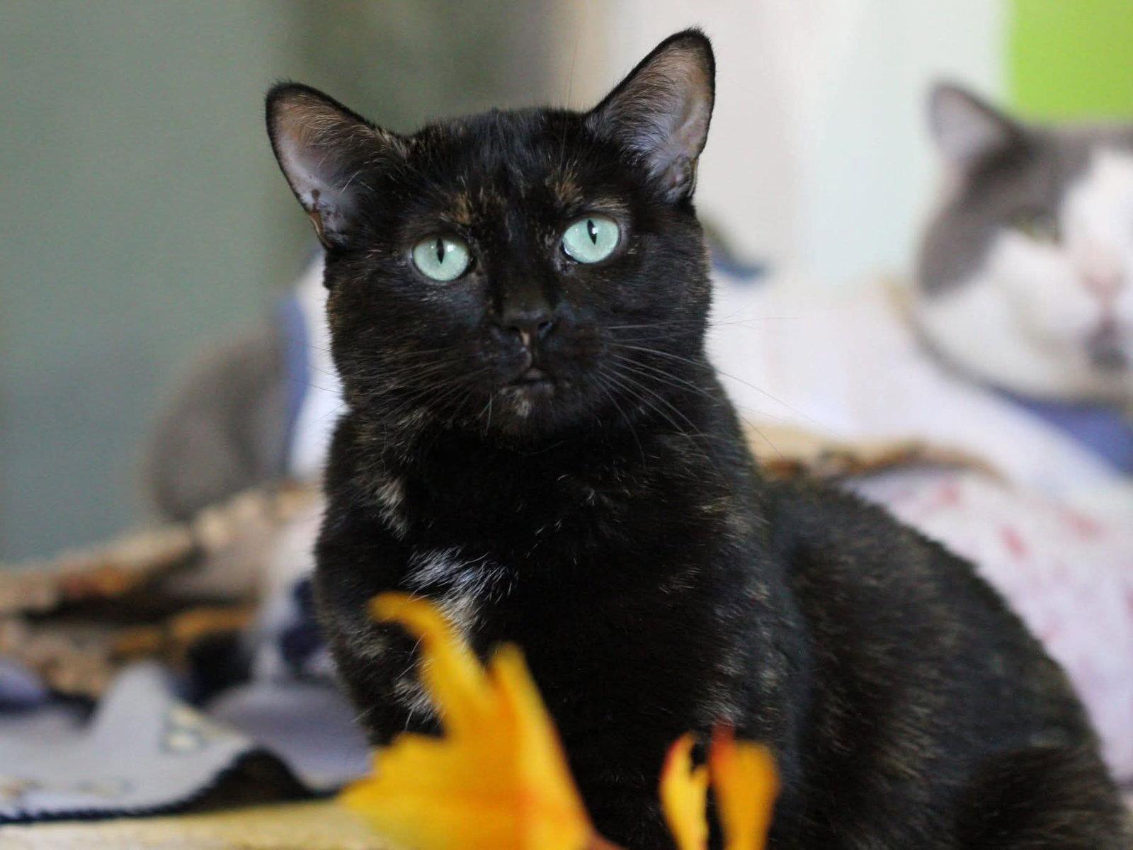Enlarge Cadbury, a Adoptable Domestic Short Hair in Montreal, QC image 3/3