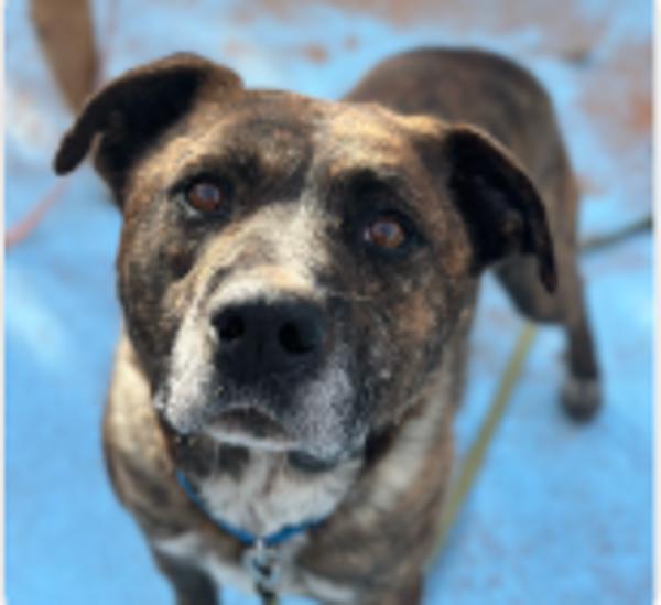 Enlarge Iron, a Adoptable mixed breed in Oceanside, CA image 1/1