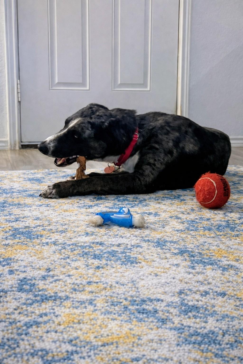 Enlarge Bronco, an adopted mixed breed in Winchester, VA image 4/6