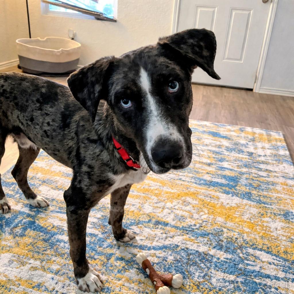 Bronco, adopted, Adult Male Catahoula Leopard Dog.