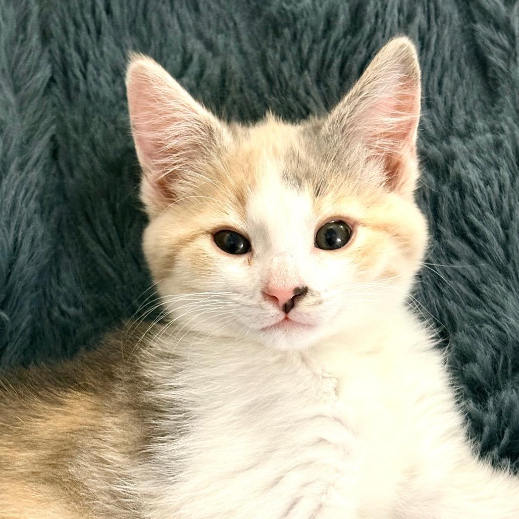 Maxie, Adoptable, Young Female Domestic Short Hair.