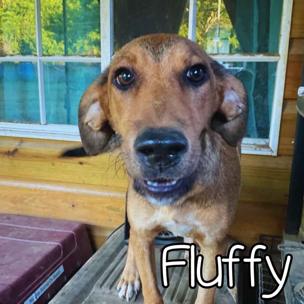 Enlarge Fluffy, a Adoptable Mixed Breed in Calverton, NY image 1/3