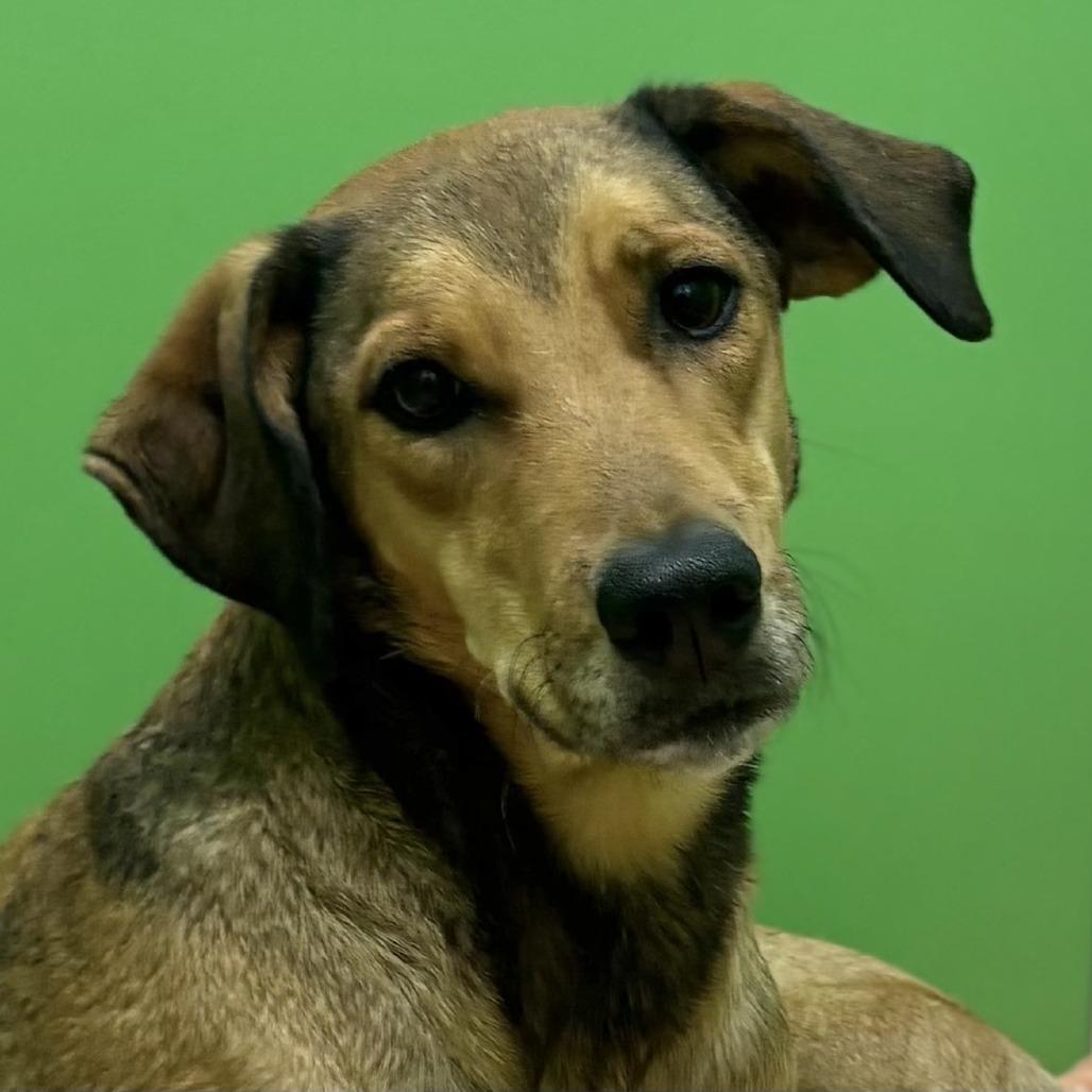 Enlarge Fluffy, a Adoptable Mixed Breed in Calverton, NY image 2/3