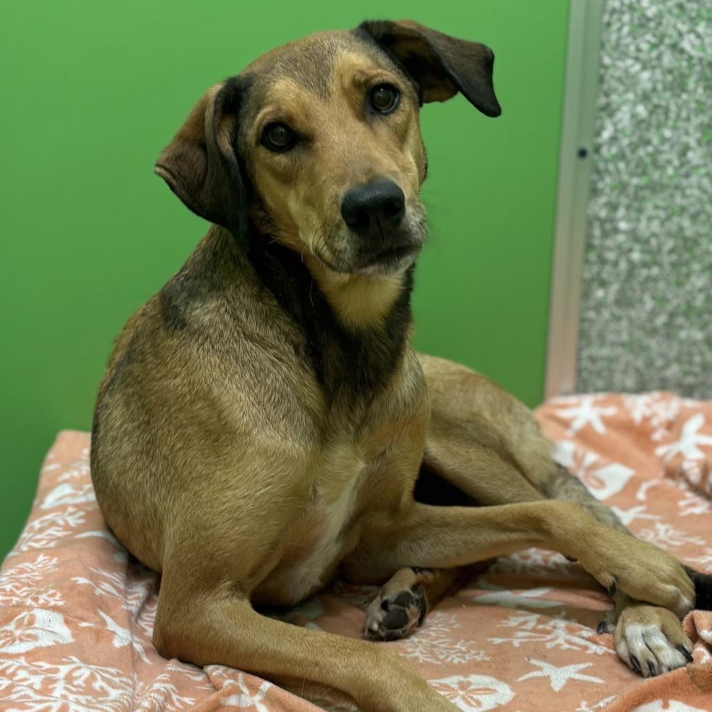 Enlarge Fluffy, a Adoptable Mixed Breed in Calverton, NY image 3/3