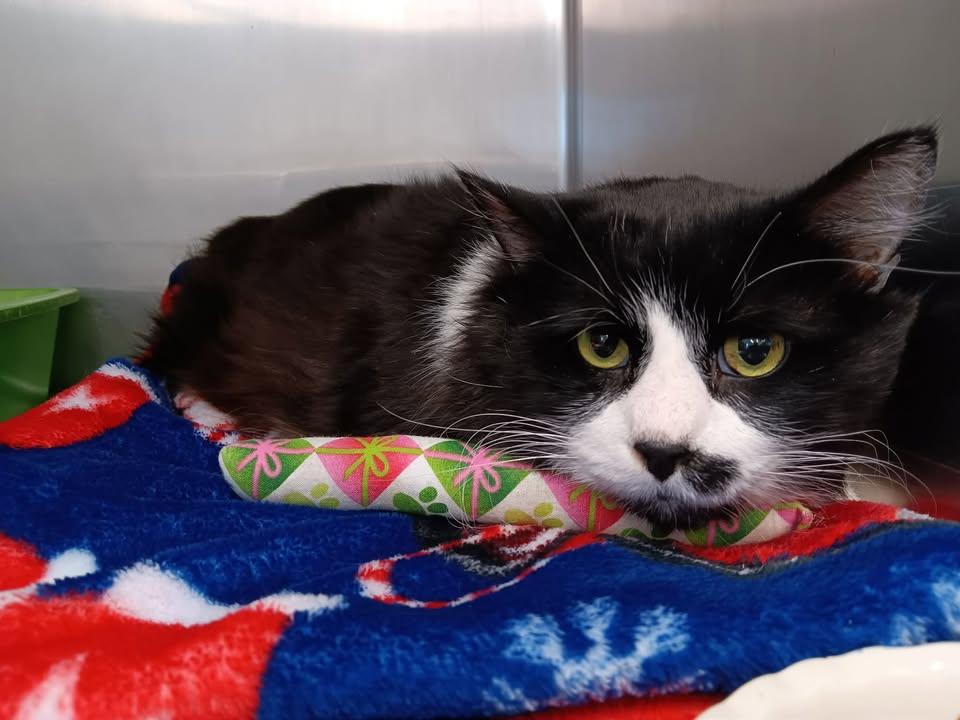 Enlarge Rumbles, a ADOPTABLE Domestic Medium Hair in Winthrop, ME image 1/1