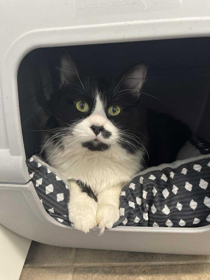 Rumbles, ADOPTABLE, Adult Male Domestic Medium Hair.