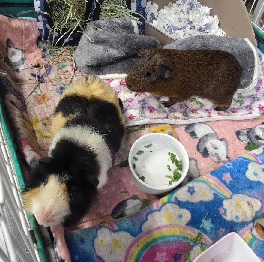 Jelly, Adoptable, Young Male Guinea Pig.
