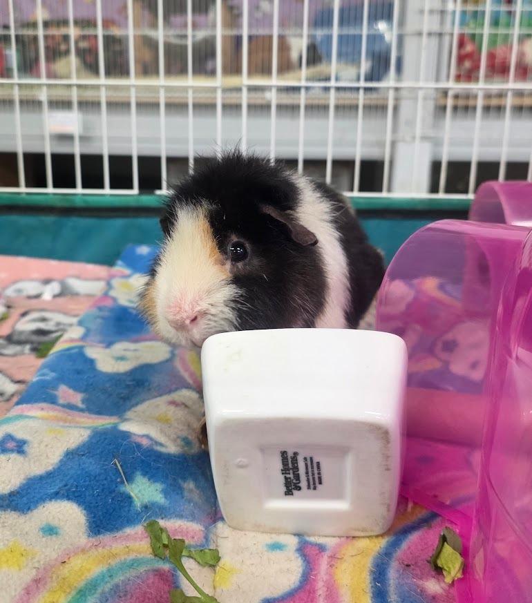 Enlarge Jelly, a Adoptable Guinea Pig in CRYSTAL LAKE, IL image 2/4