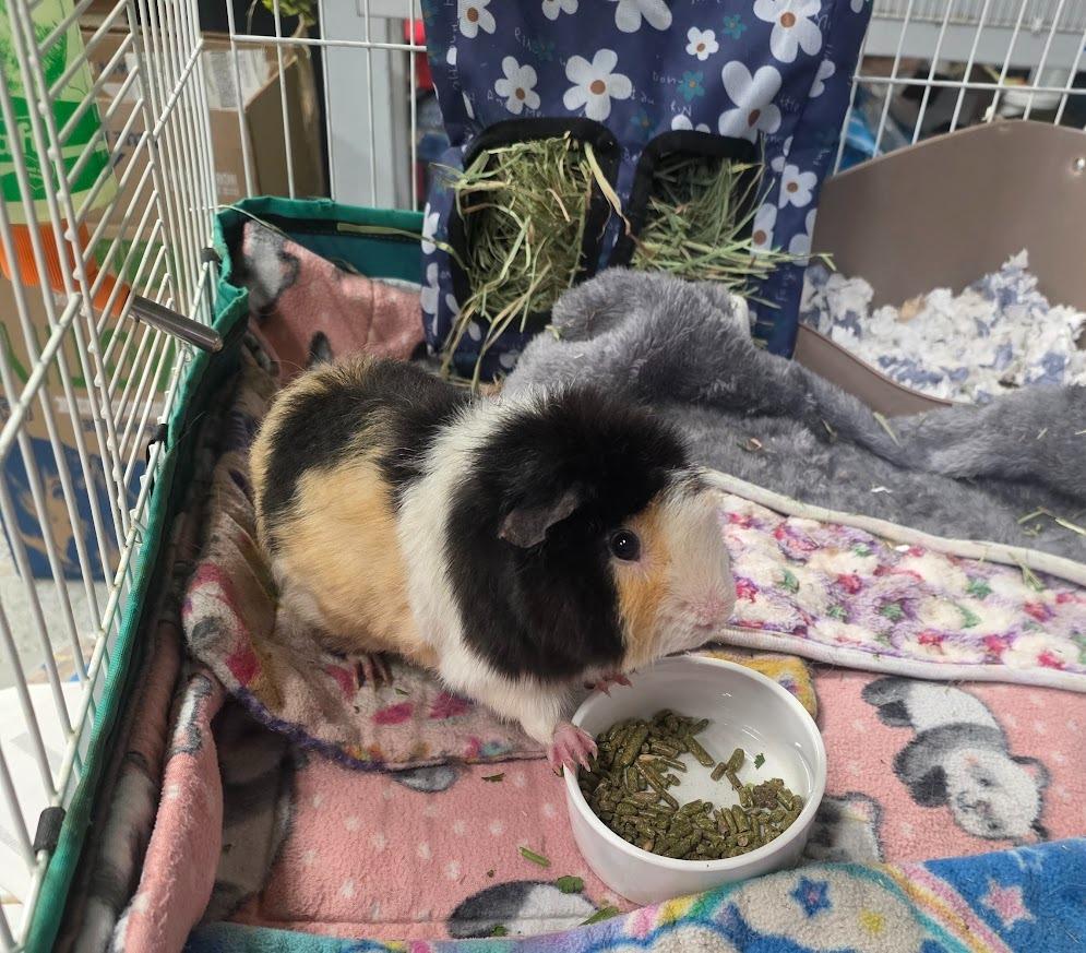 Enlarge Jelly, a Adoptable Guinea Pig in CRYSTAL LAKE, IL image 4/4