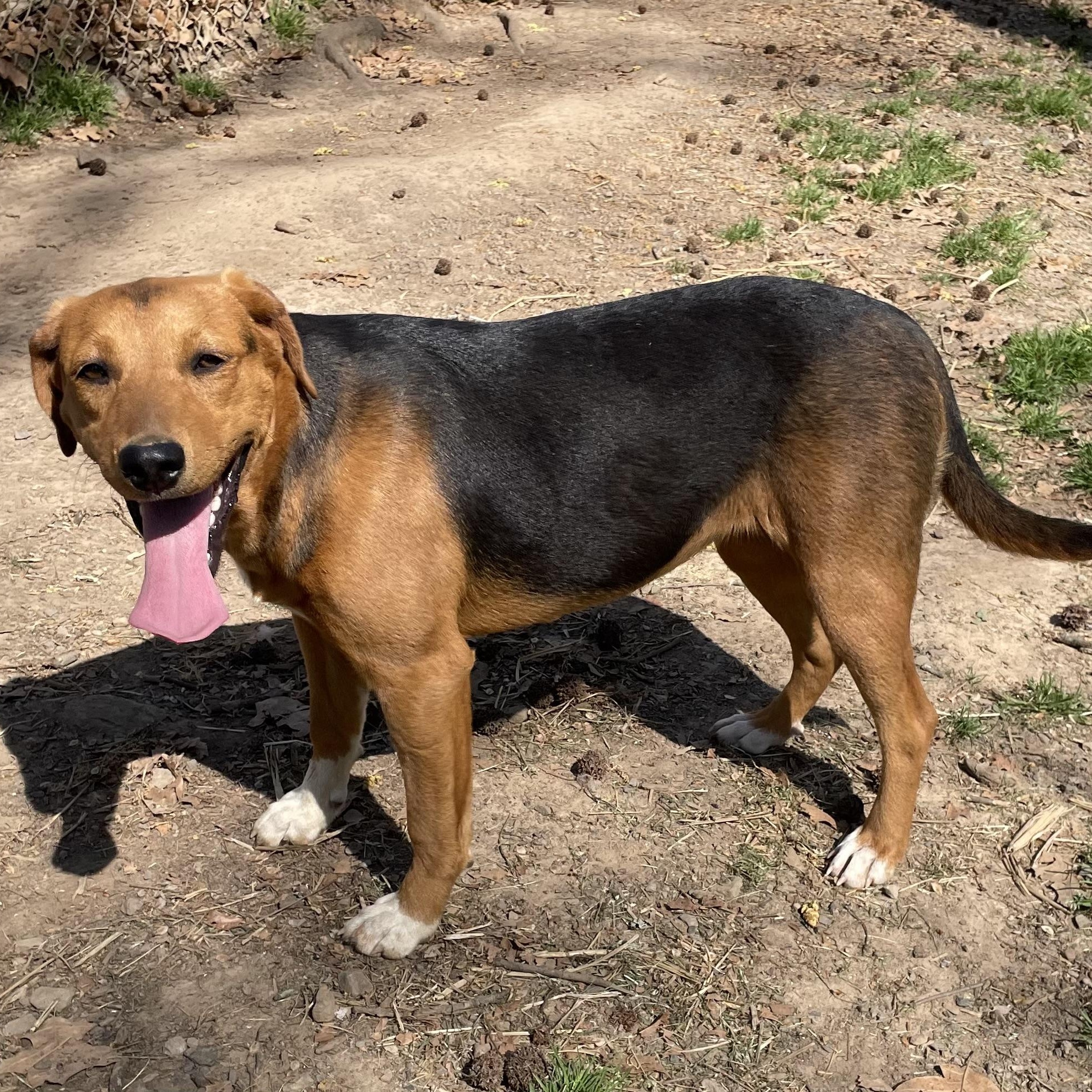 Enlarge Harriet, an adopted mixed breed in Heber Springs, AR image 2/2