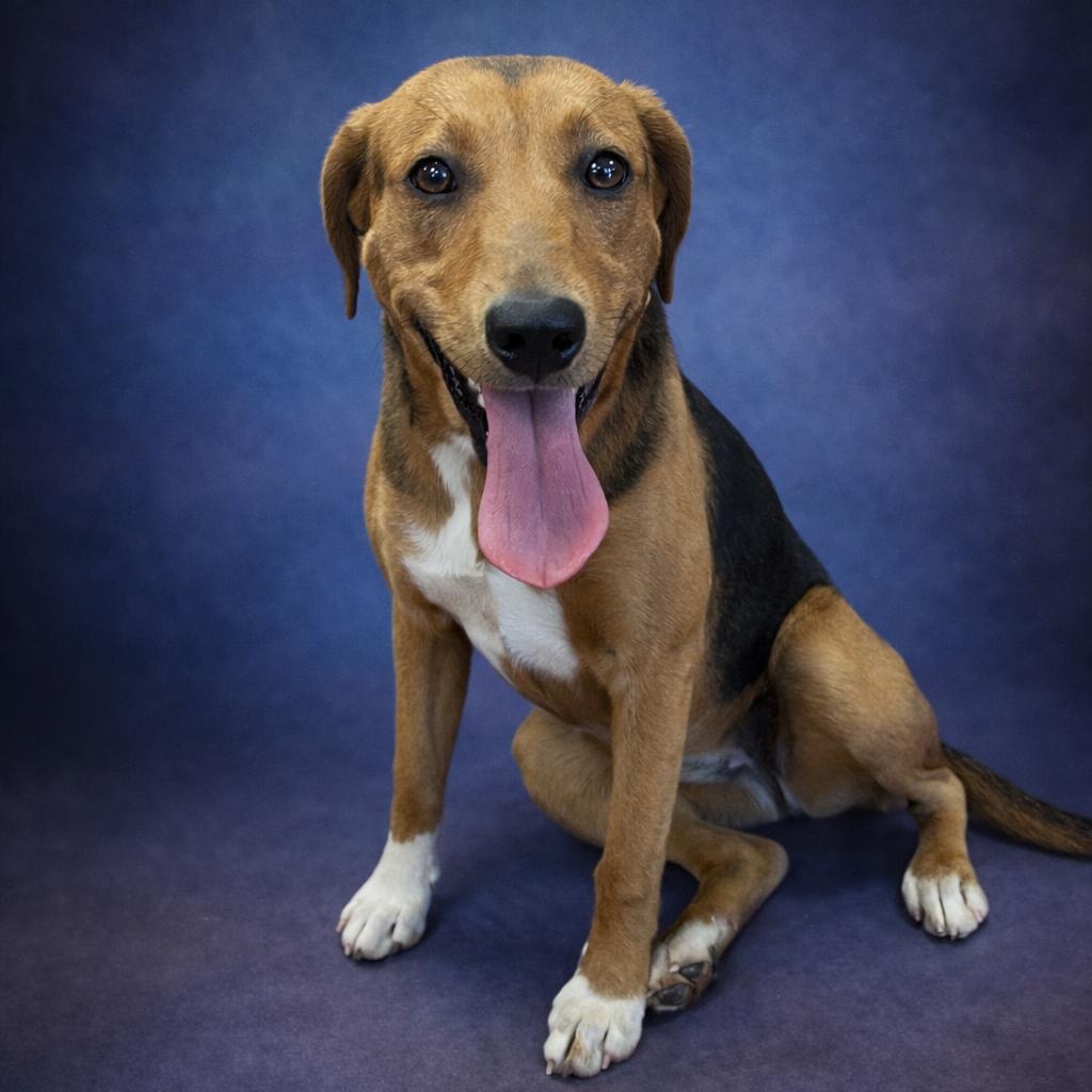 Harriet, adopted, Young Female Hound.