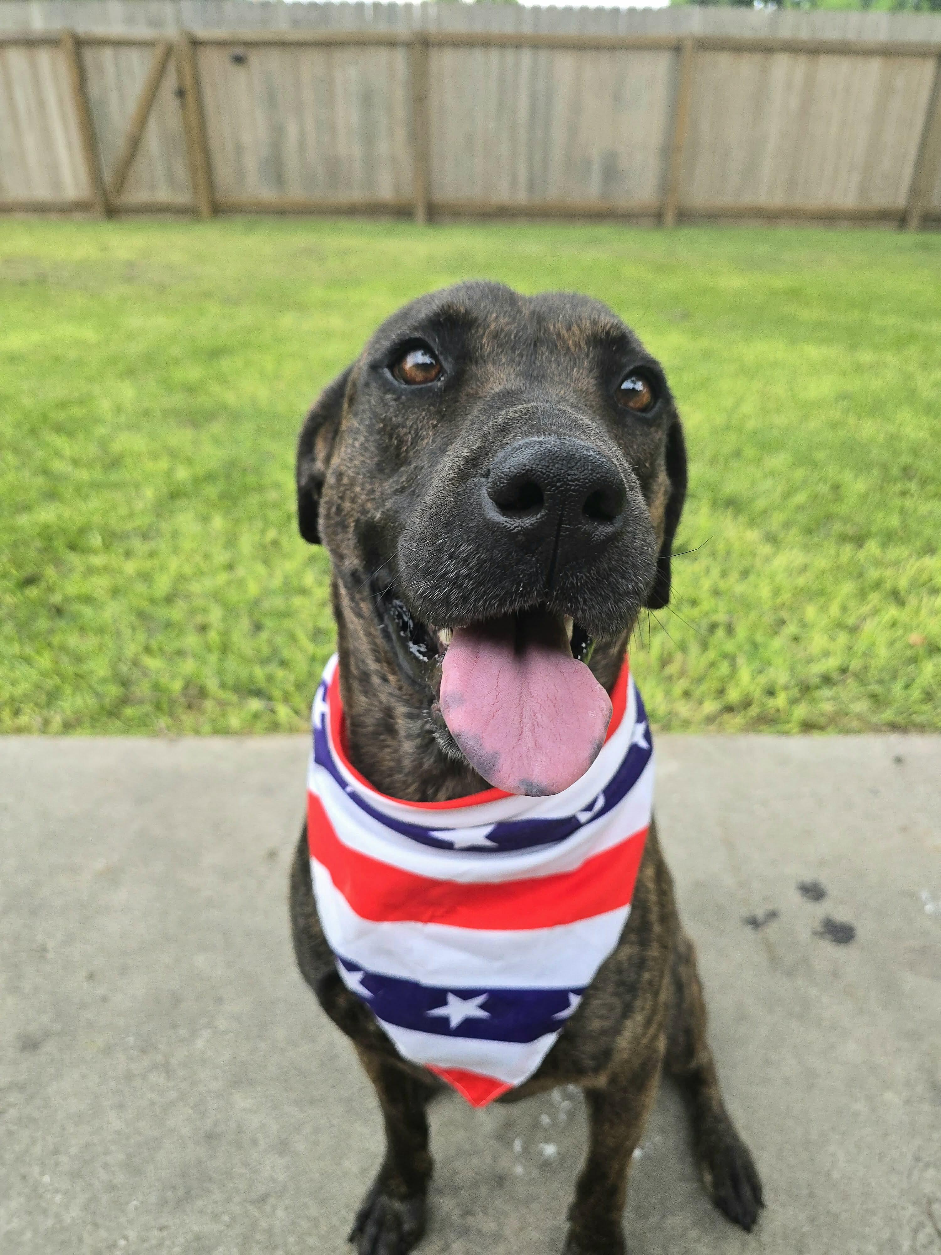 Meadow, Adoptable, Adult Female Plott Hound.