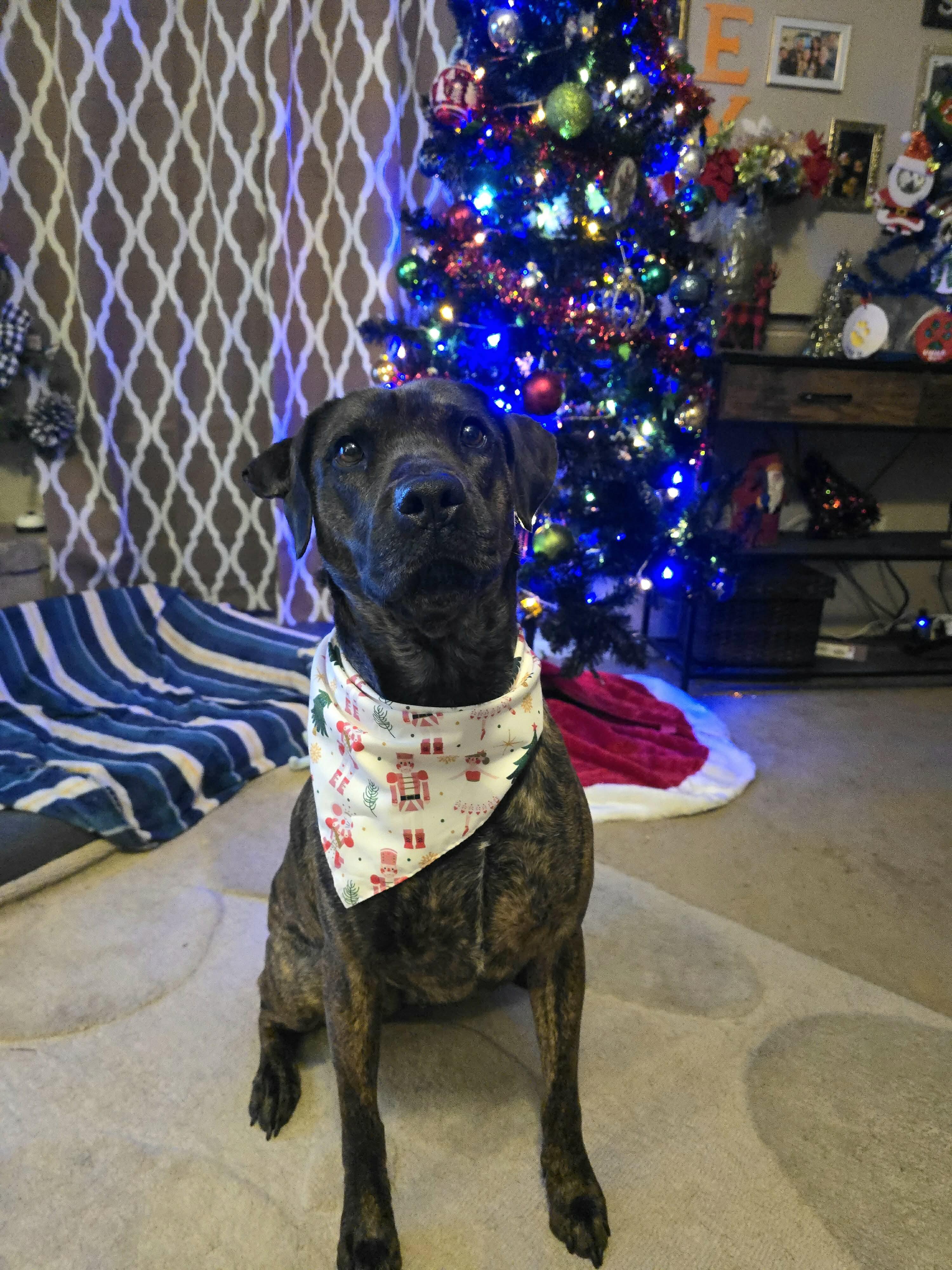 Meadow, a Adoptable mixed breed in Austin, TX image 4/6