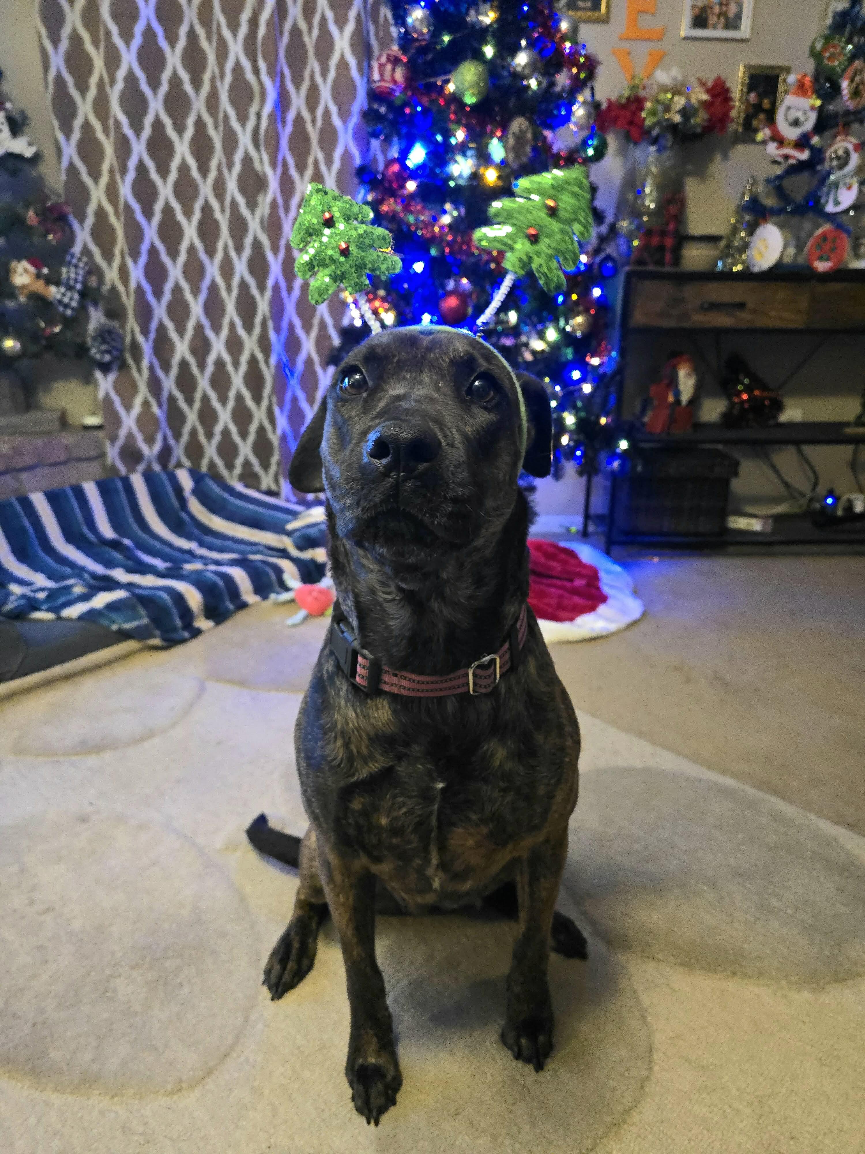 Meadow, a Adoptable mixed breed in Austin, TX image 6/6