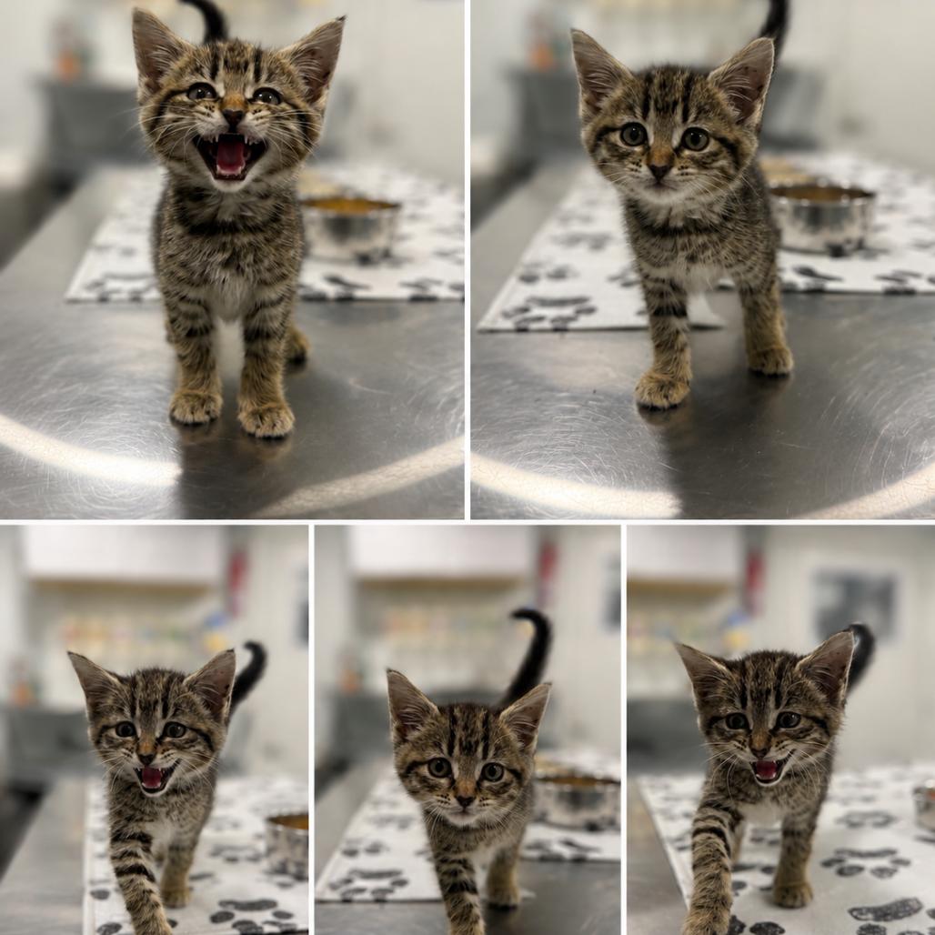 Josephine, a Adoptable Domestic Short Hair in St. Louis, MO image 1/2
