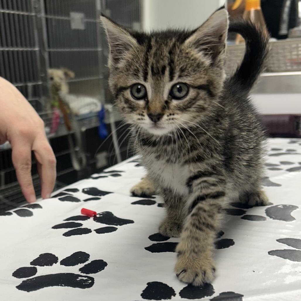 Josephine, a Adoptable Domestic Short Hair in St. Louis, MO image 2/2