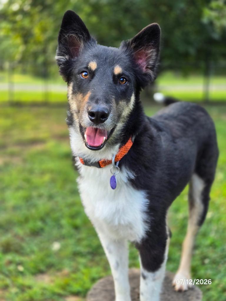 Gomer, a Adoptable mixed breed in Waynesville, MO image 1/4