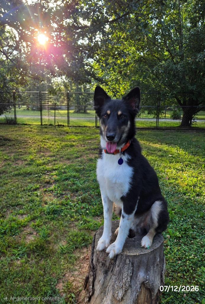 Gomer, a Adoptable mixed breed in Waynesville, MO image 2/4