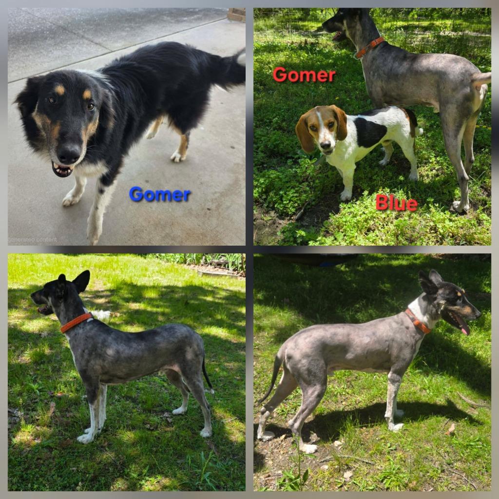 Gomer, a Adoptable mixed breed in Waynesville, MO image 2/4