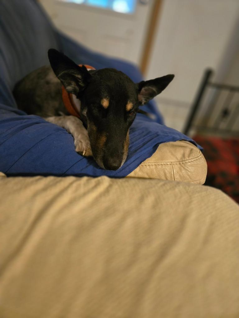 Gomer, a Adoptable mixed breed in Waynesville, MO image 3/4