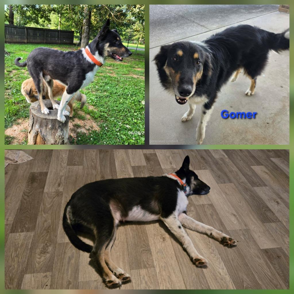 Gomer, a Adoptable mixed breed in Waynesville, MO image 1/5