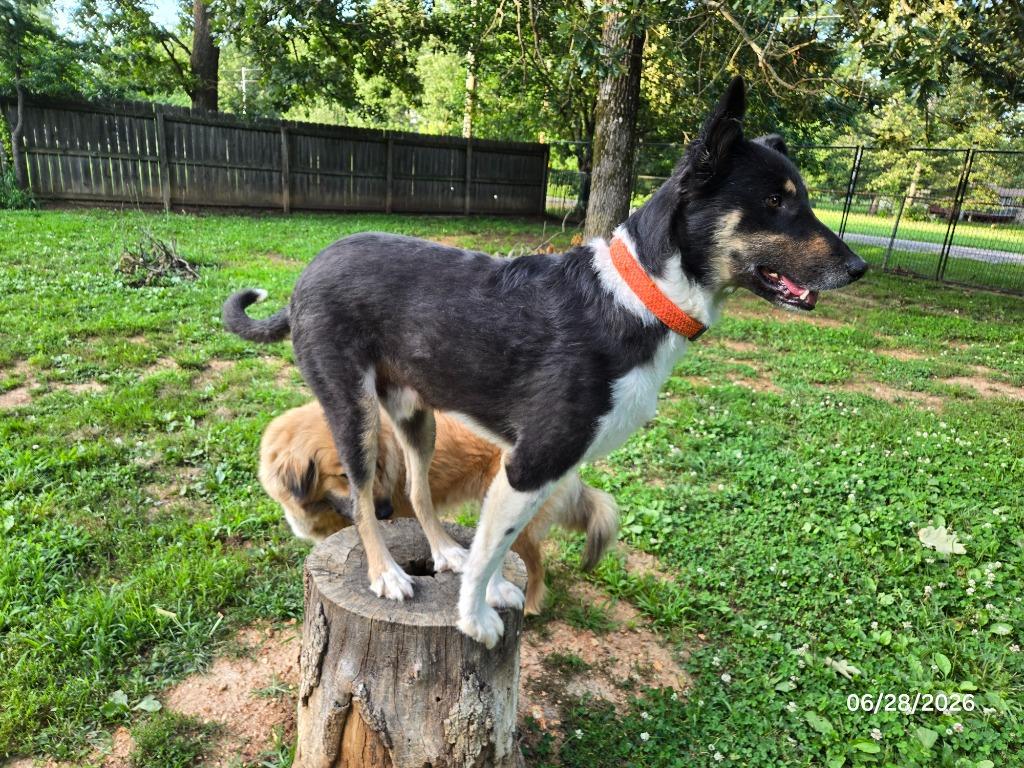 Gomer, a Adoptable mixed breed in Waynesville, MO image 2/5