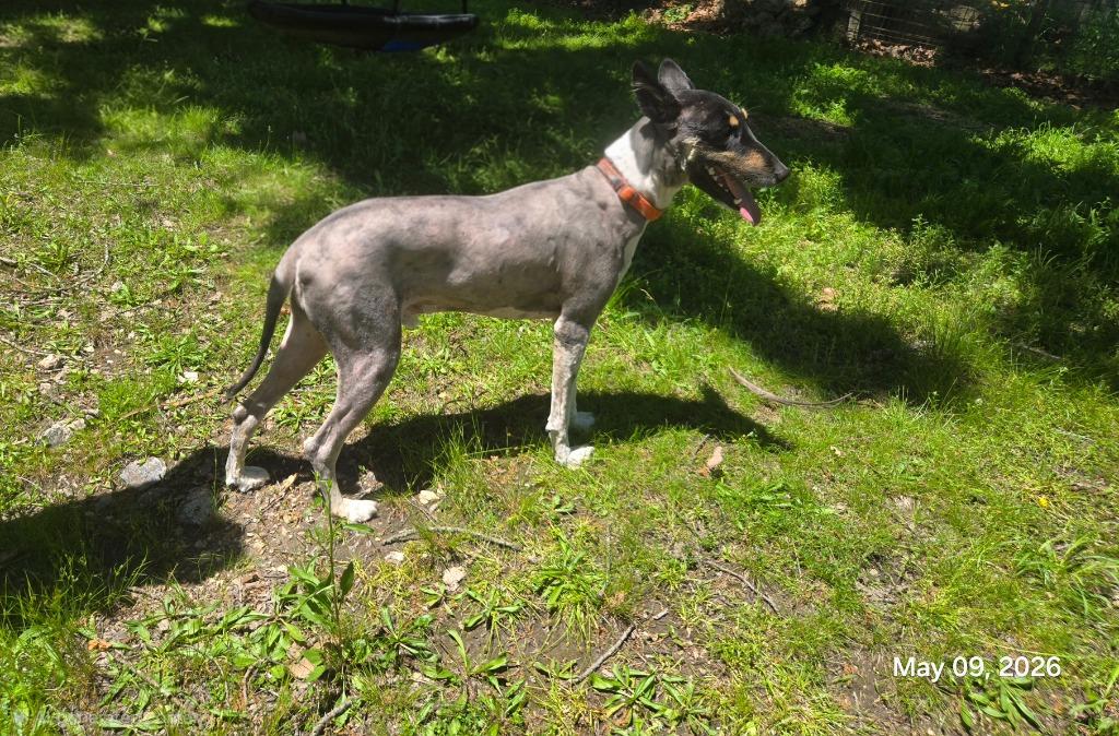 Gomer, a Adoptable mixed breed in Waynesville, MO image 4/4