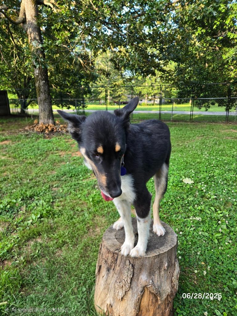 Gomer, a Adoptable mixed breed in Waynesville, MO image 3/5