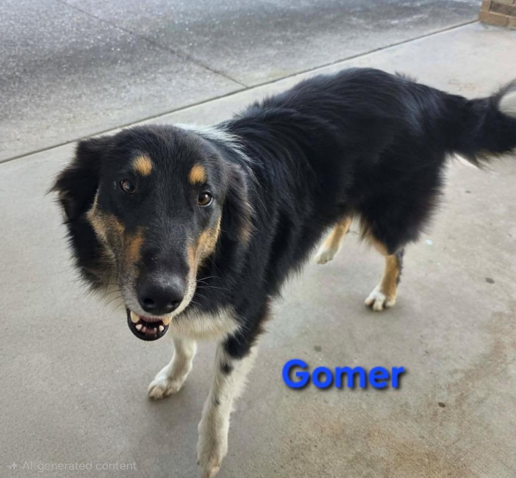 Gomer, a Adoptable mixed breed in Waynesville, MO image 1/4