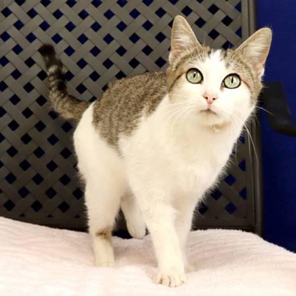 Lumi, Adoptable, Kitten Male Domestic Short Hair.