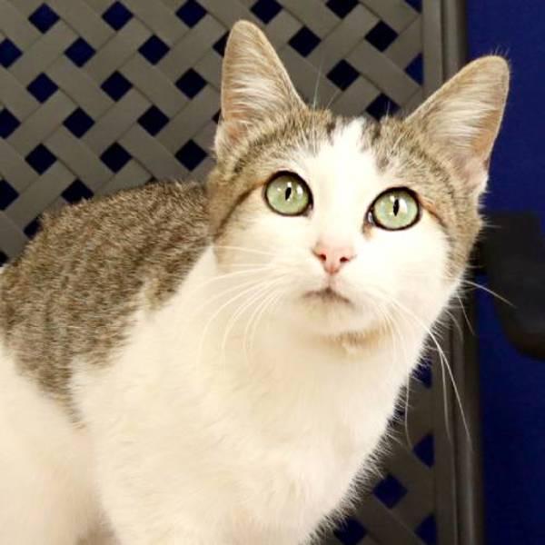 Enlarge Lumi, a Adoptable mixed breed in Fort Davis, TX image 2/2