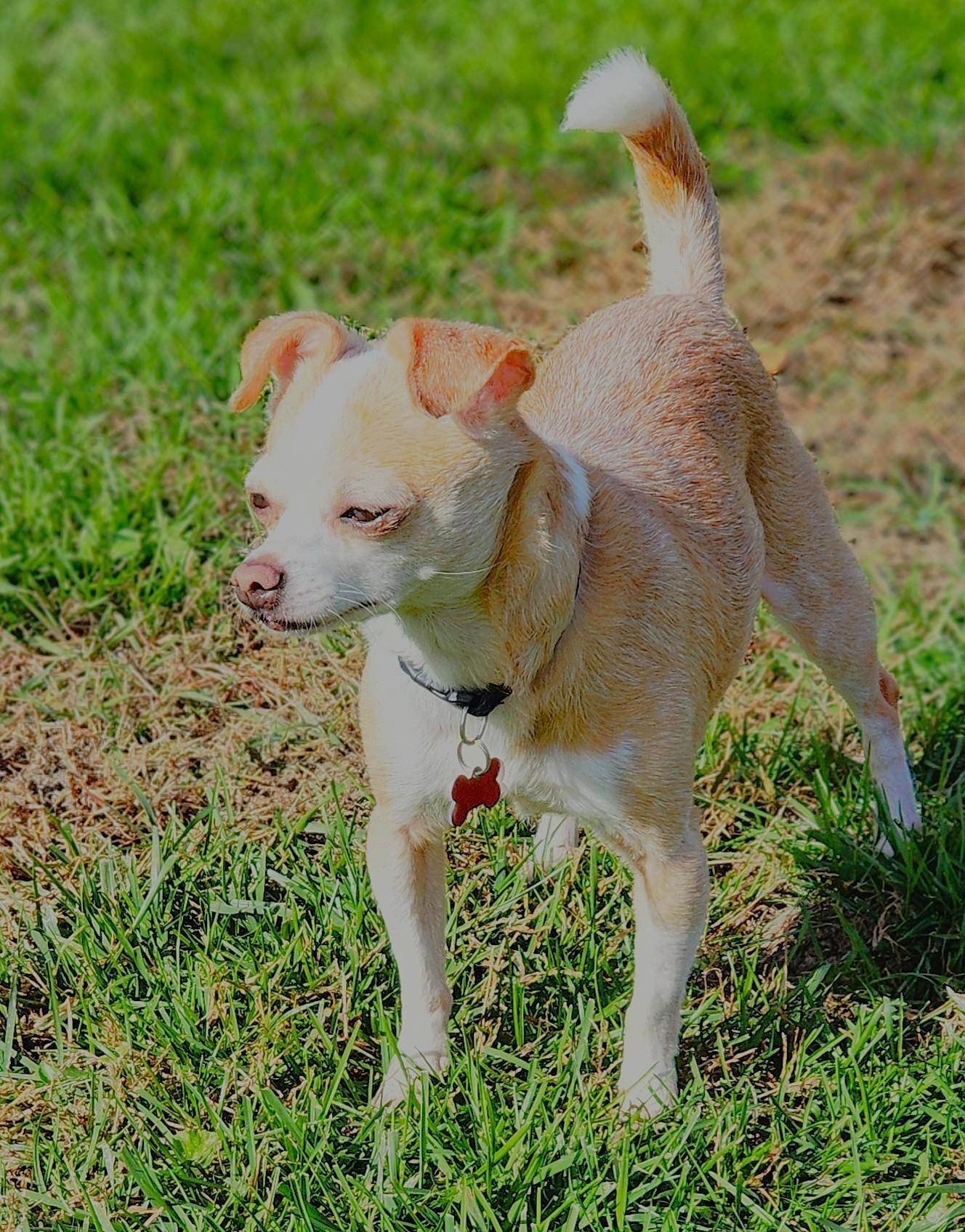 Enlarge Sandy, a Adoptable mixed breed in Lisbon, IA image 6/6